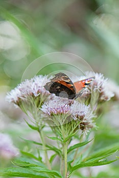 Hemp-agrimony Eupatorium cannabinum, flowers with European peacock butterfly